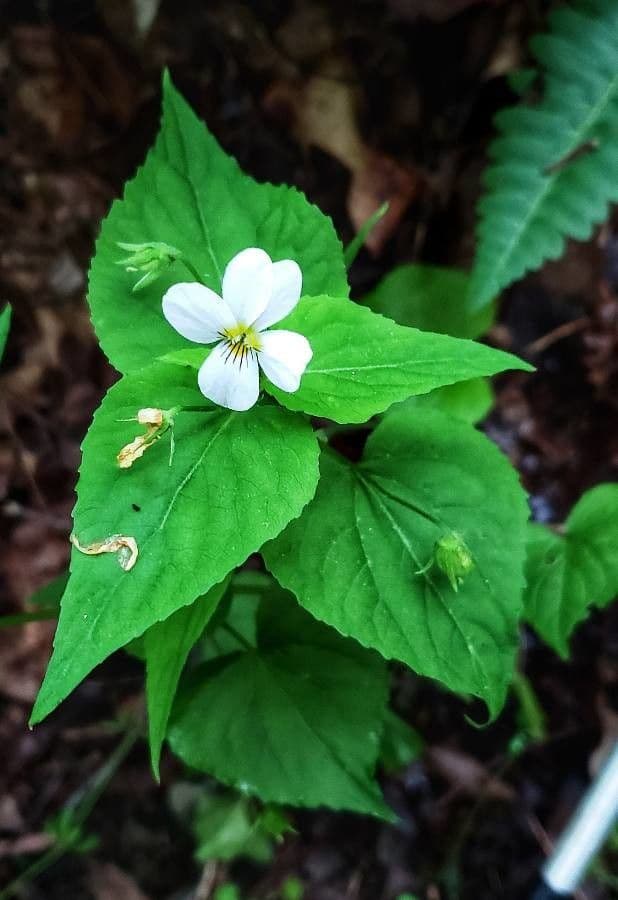 Viola del Canada 2