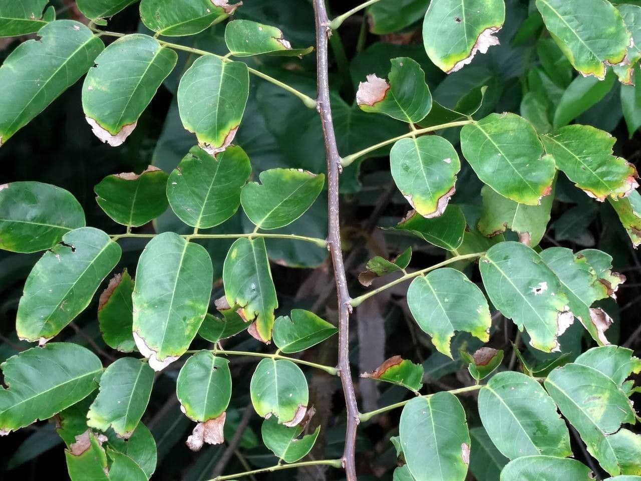 Pterocarpus 19