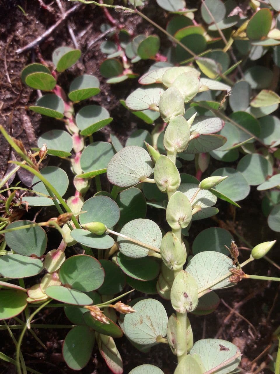 Cassia diphylla 9