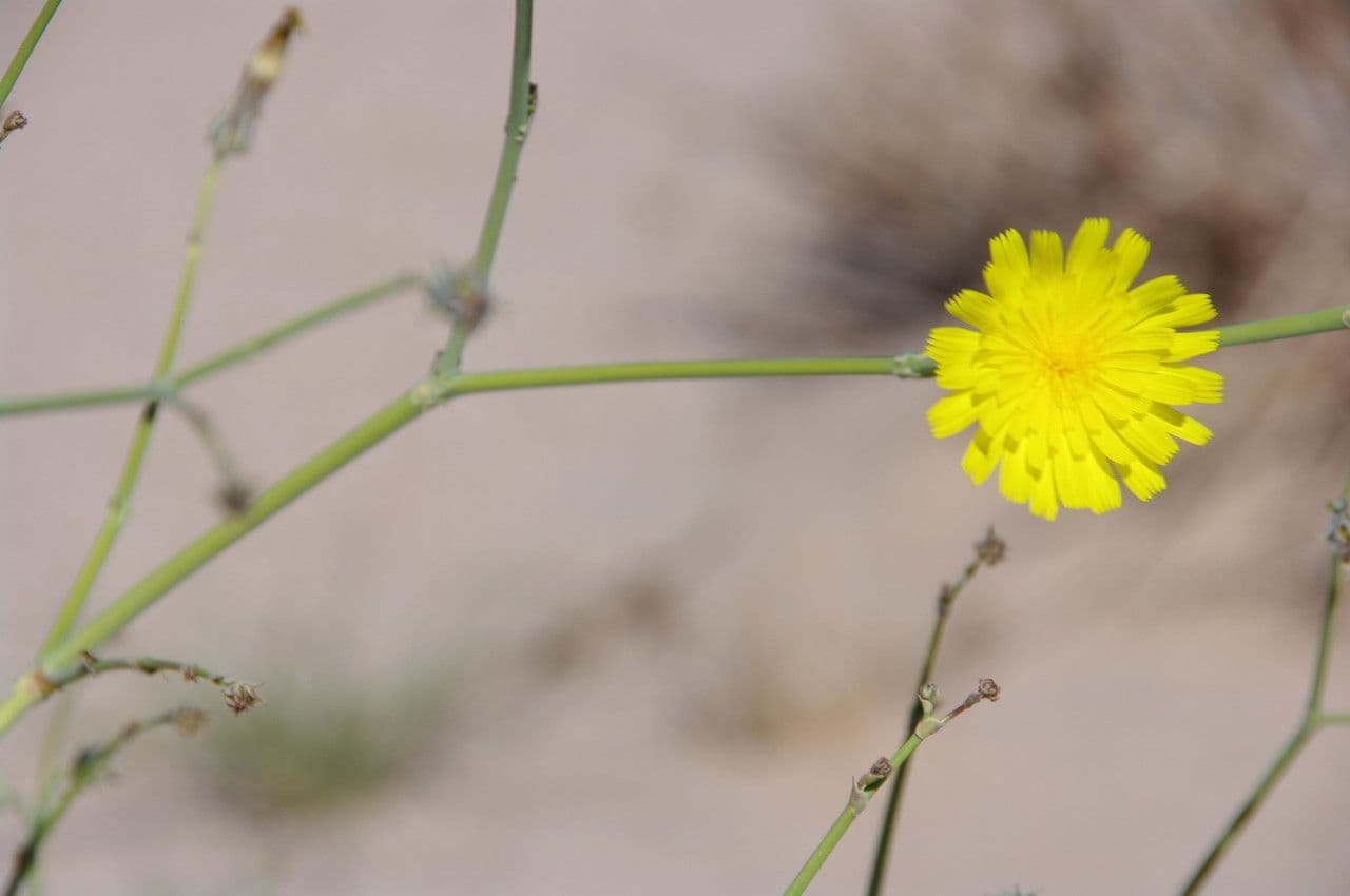 Launea mucronata 6
