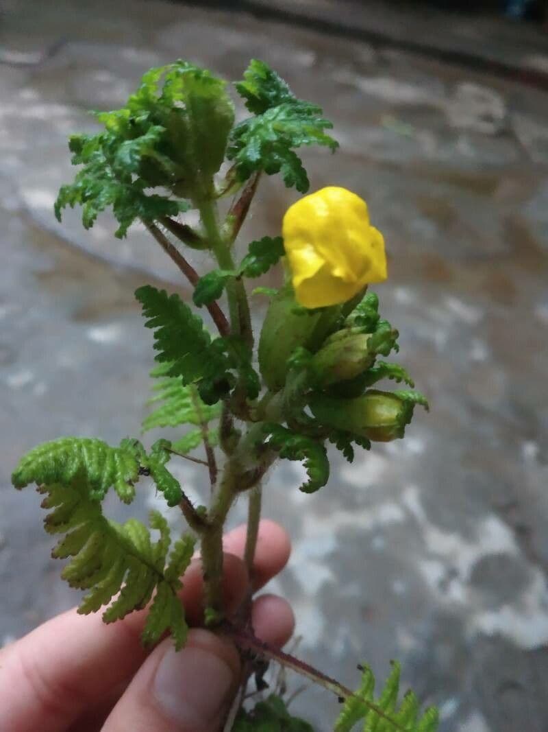 Aureolaria pectinata 5
