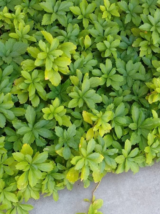 Pachysandra terminale 25