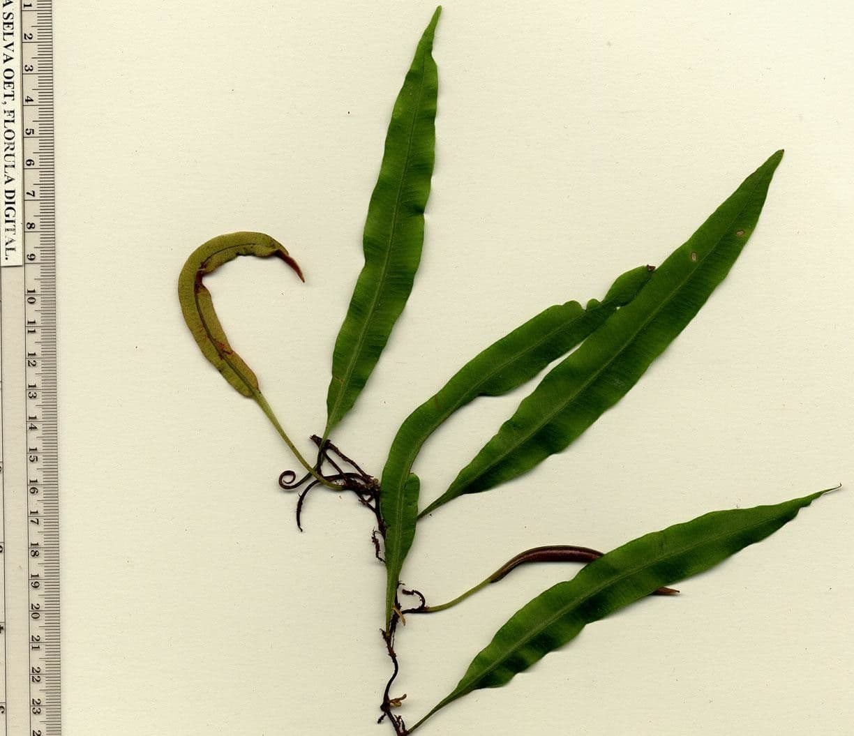 Elaphoglossum 8