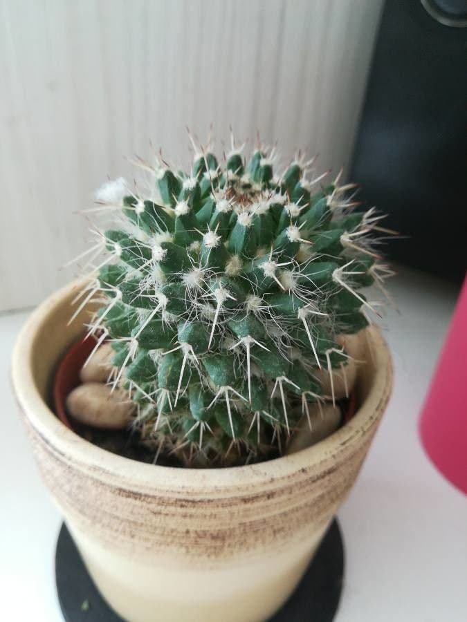 Mammillaria 18