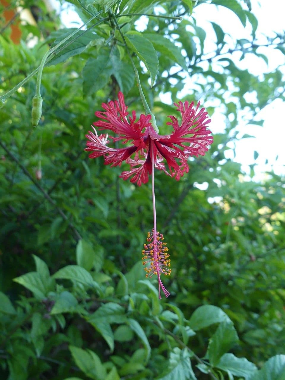 Hibiscus cispadanus 4
