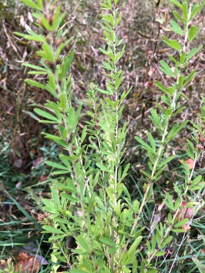 Lespedeza 13