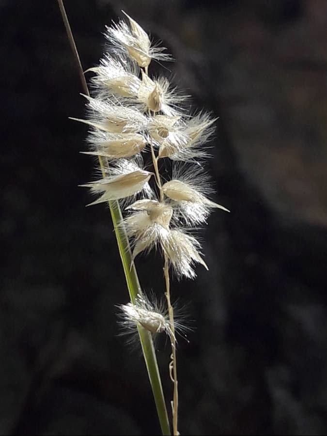 Espiguilla 5