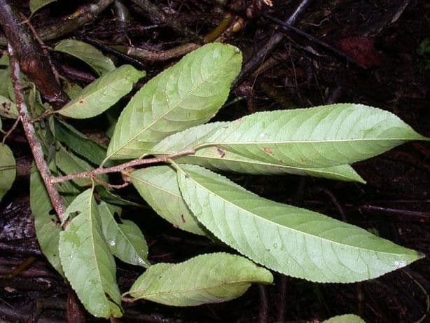 Casearia corymbosa 8