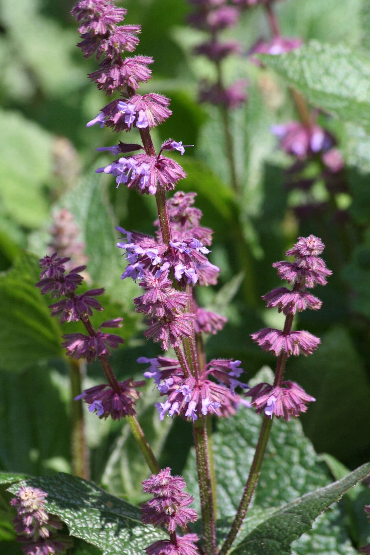 Salvia