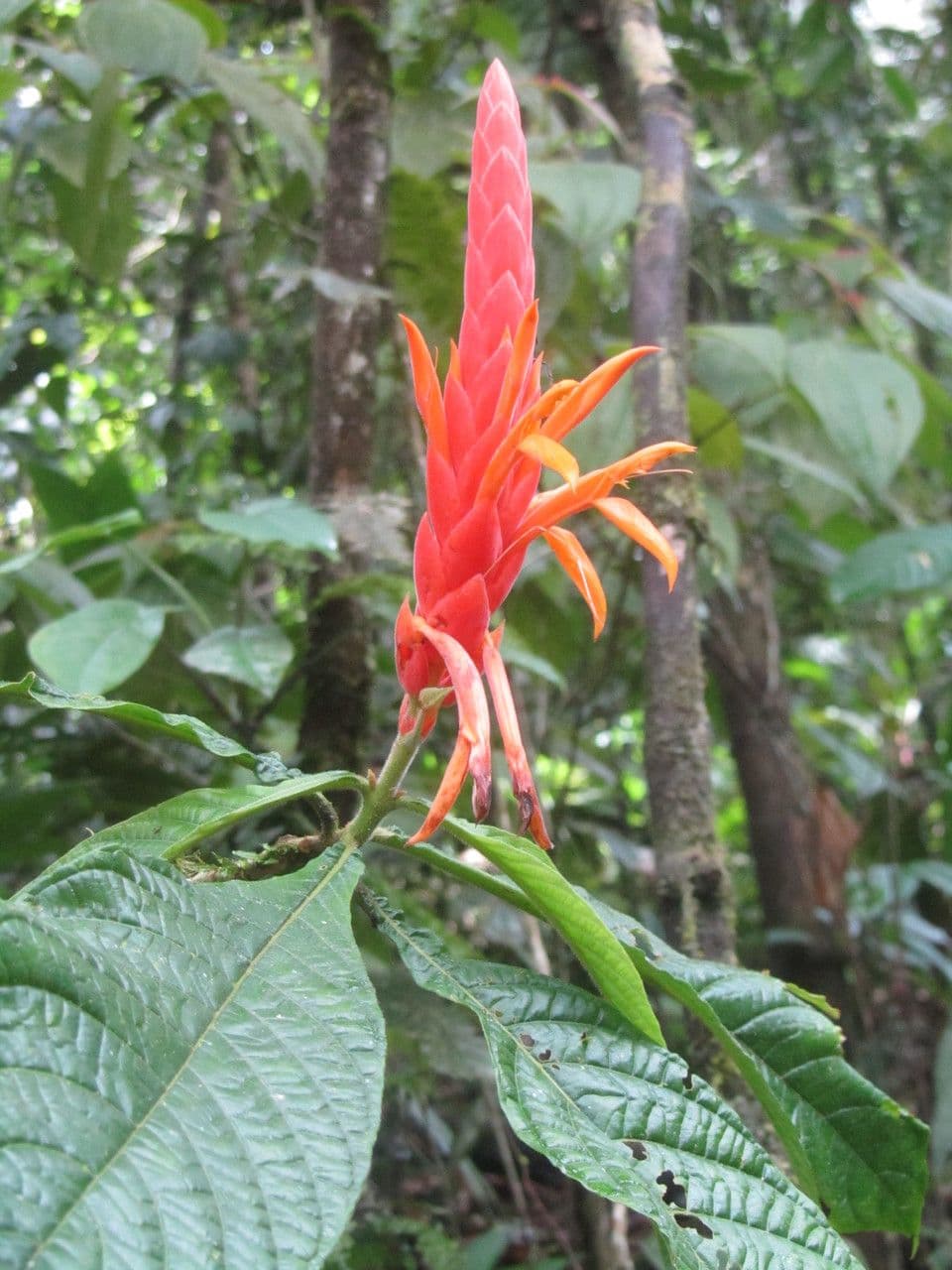 Aphelandra 3