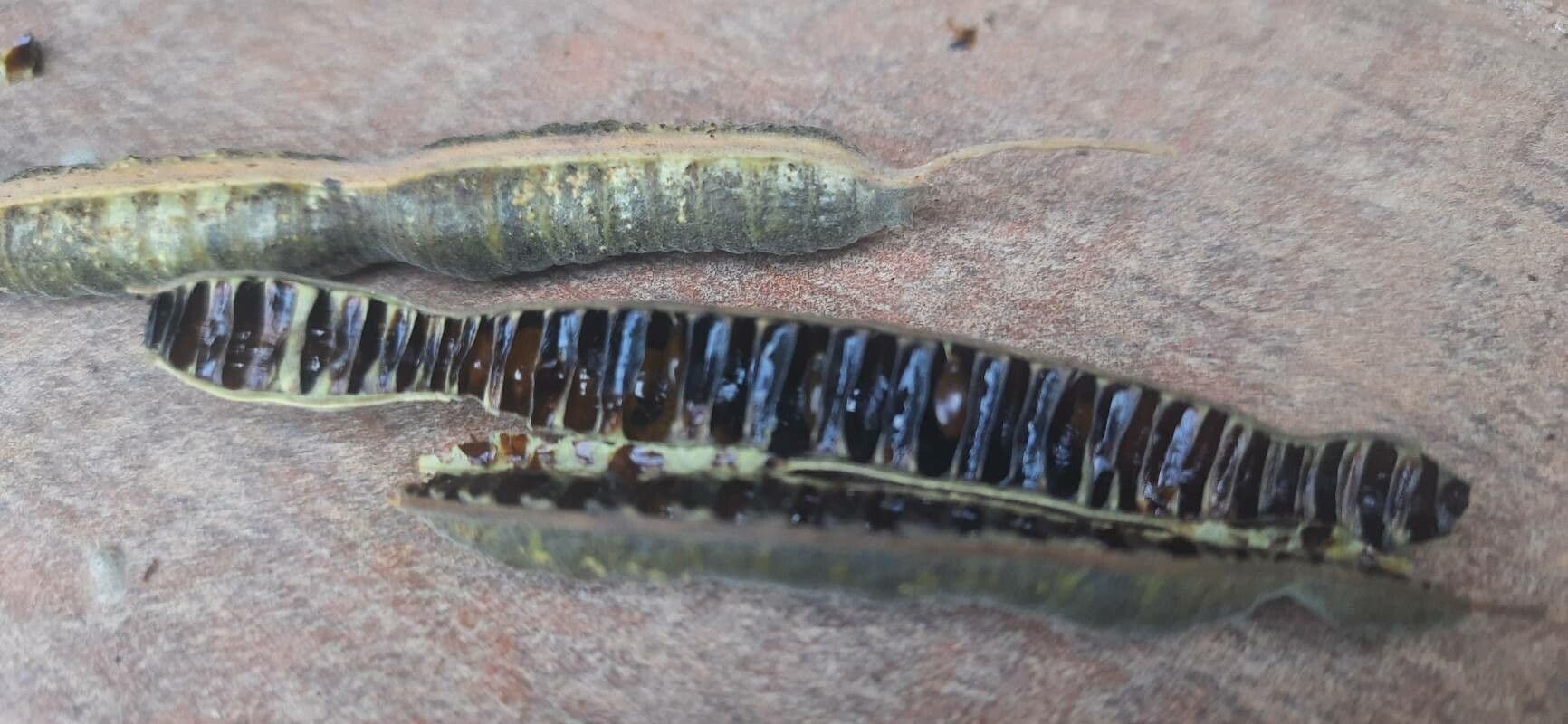 Cassia de Java