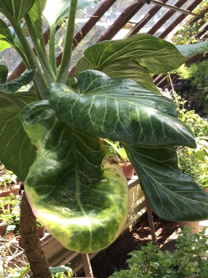 Dendroseris