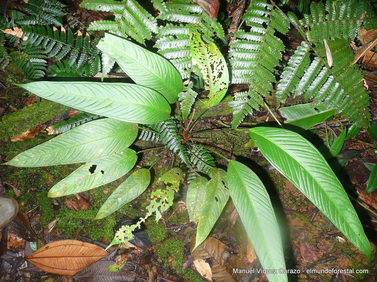 Anthurium lanceolato 3