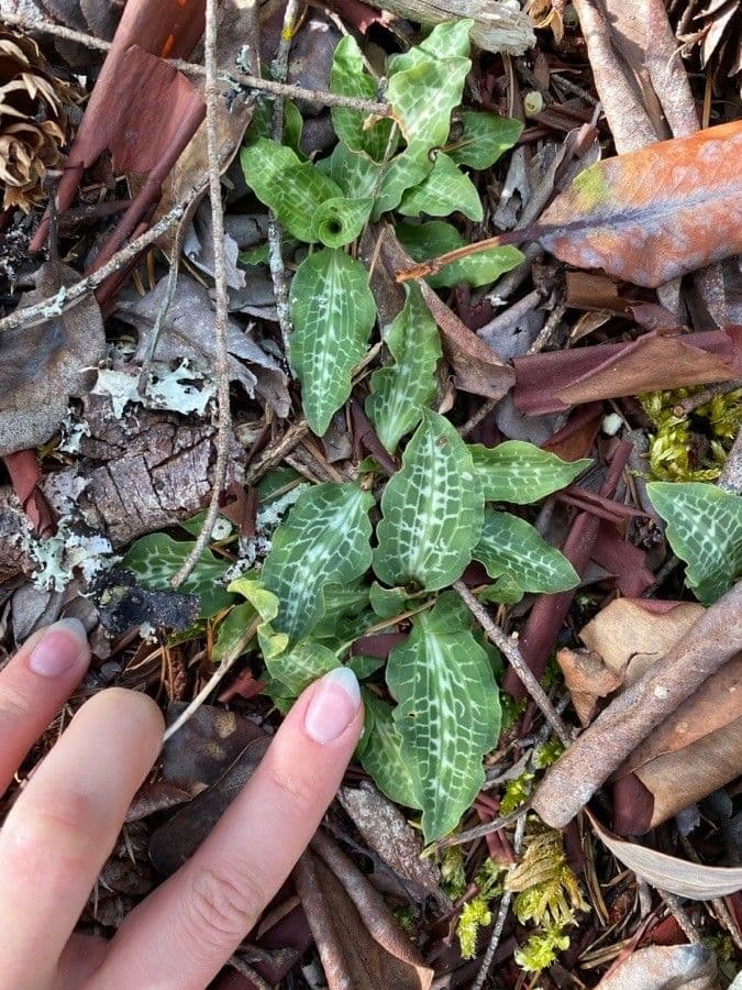 Goodyera oblongifolia 17