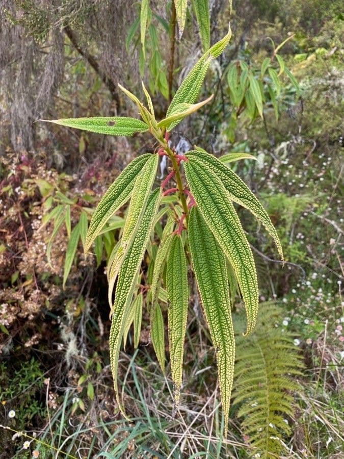 Ortica falsa pendula 18
