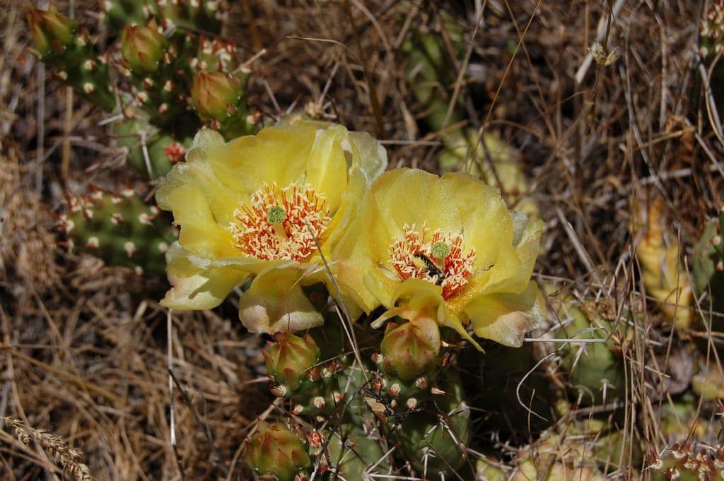 Nopal 3