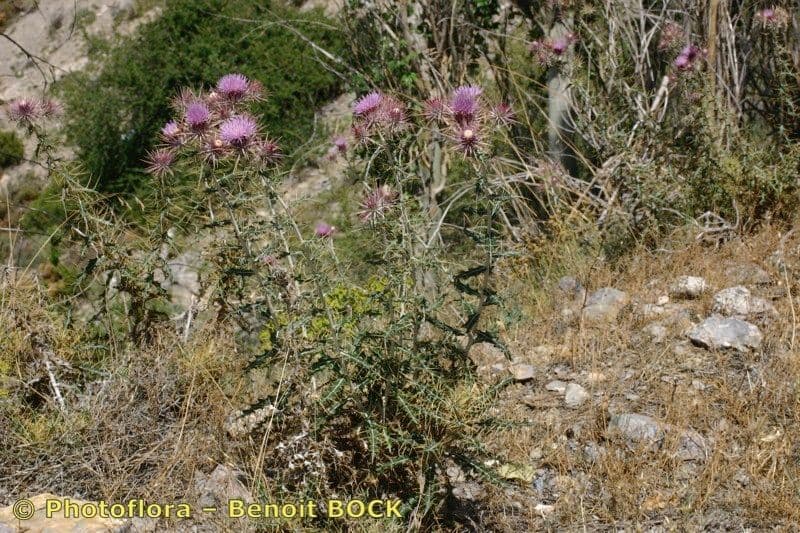 Ptilostemon 8