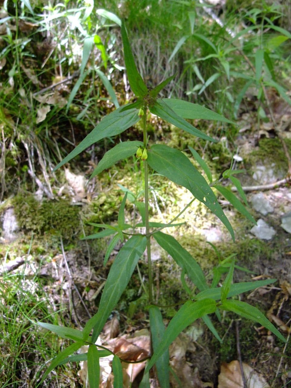 Melampiro dei prati 28
