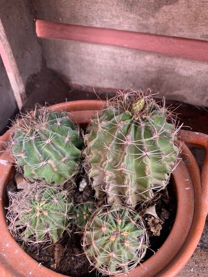 Ferocactus wislizeni 11