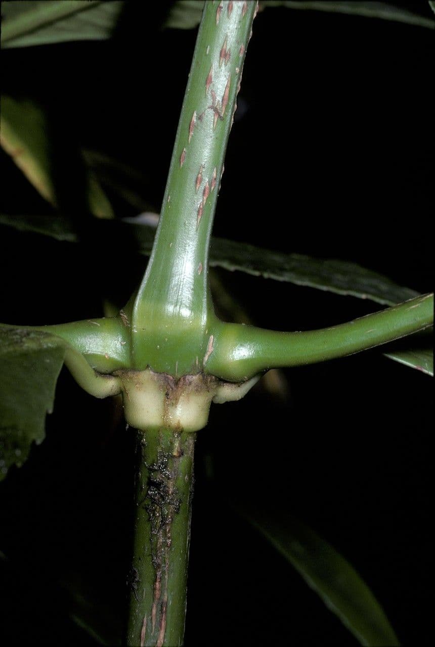 Hedyosmum 2