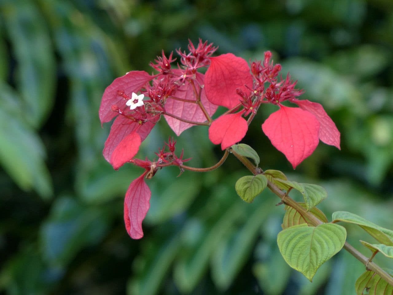 Mussaenda erythrophylla 19