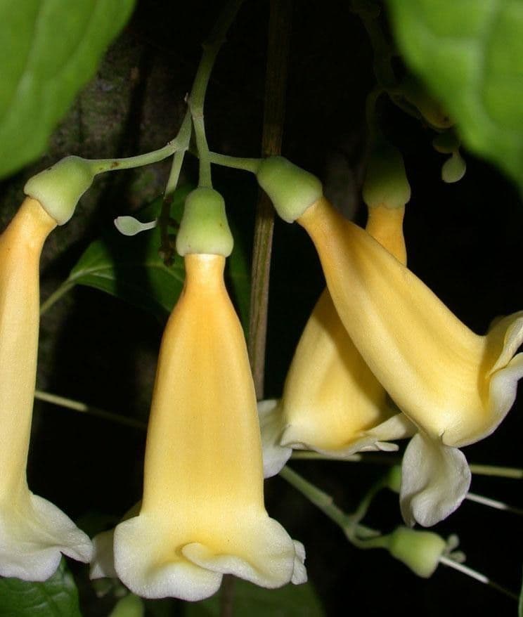 Anemopaegma 3