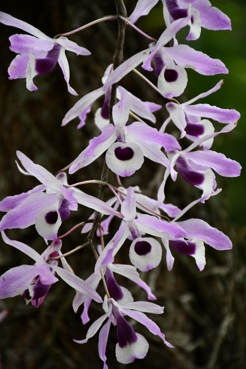 Dendrobium 3