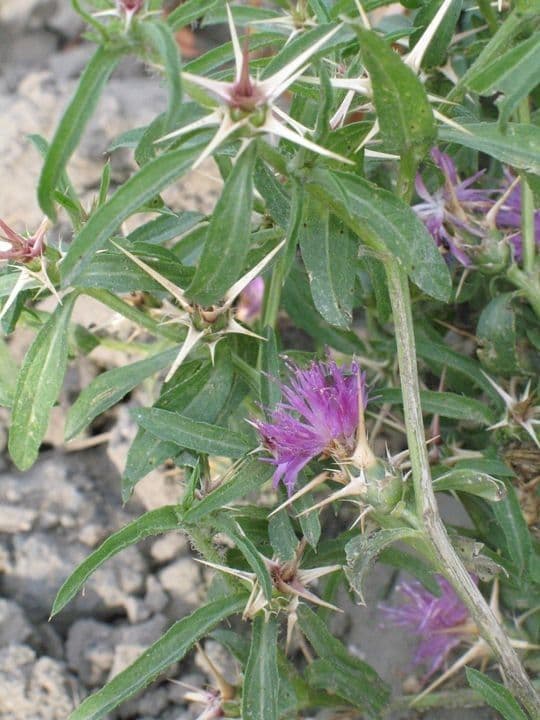 Calcatreppola 12