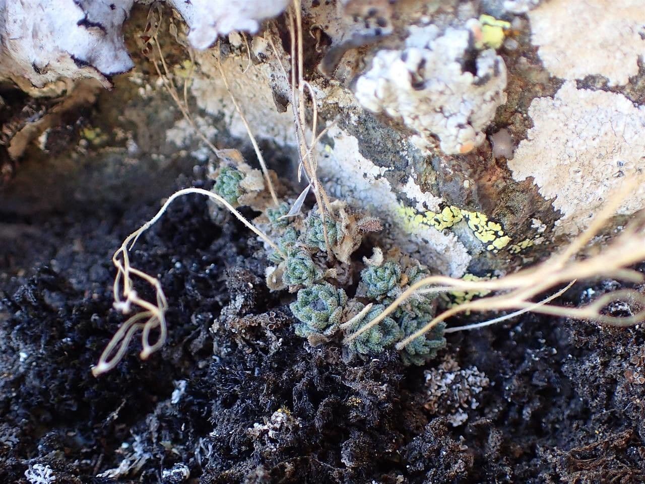 Draba tomentosa 9
