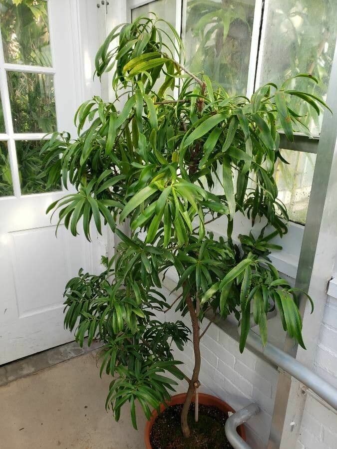 Podocarpus 2