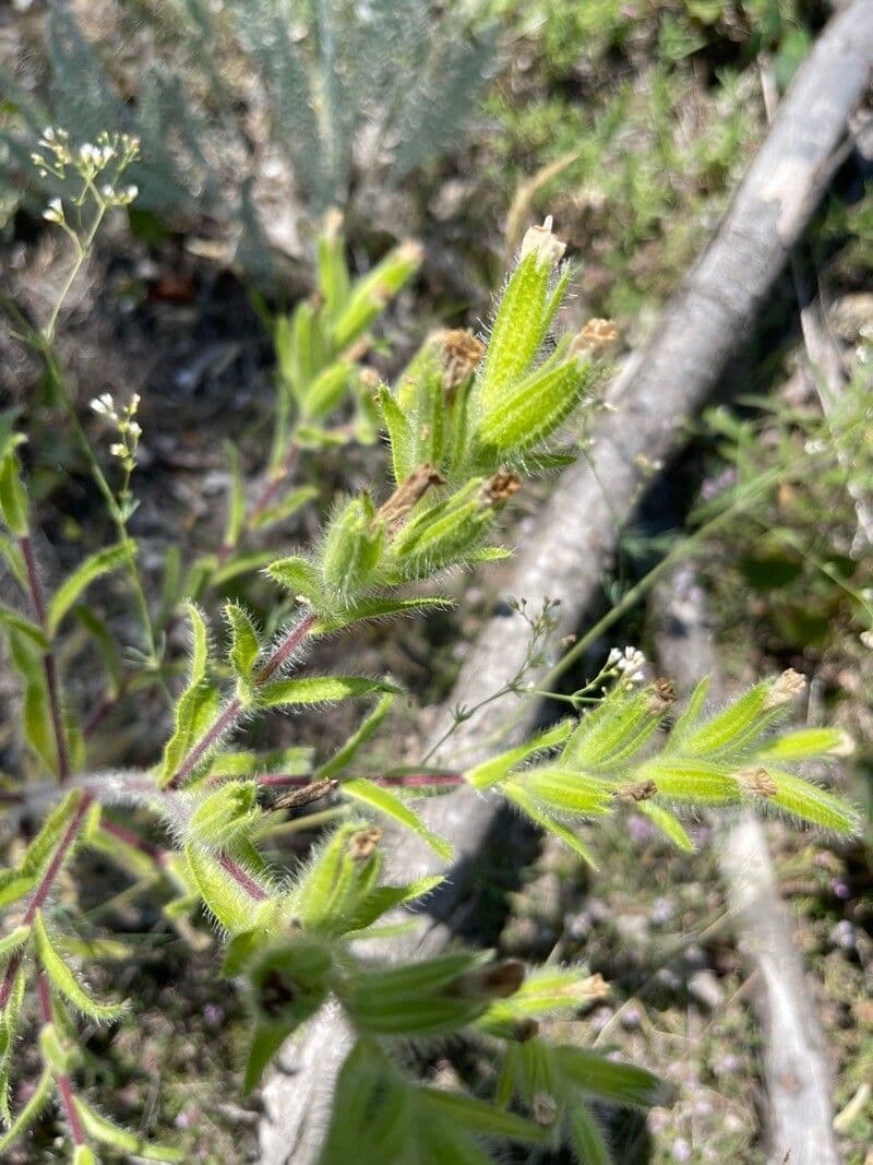 Onosma 2