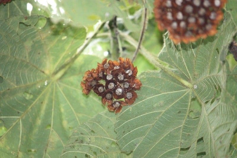 Dombeya 2