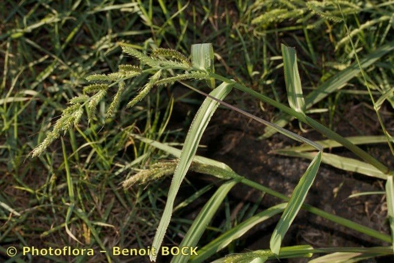 Echinochloa oryzoides 11