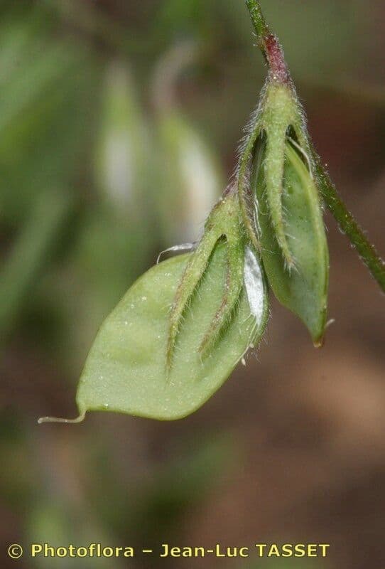 Vesce lenticulaire 4