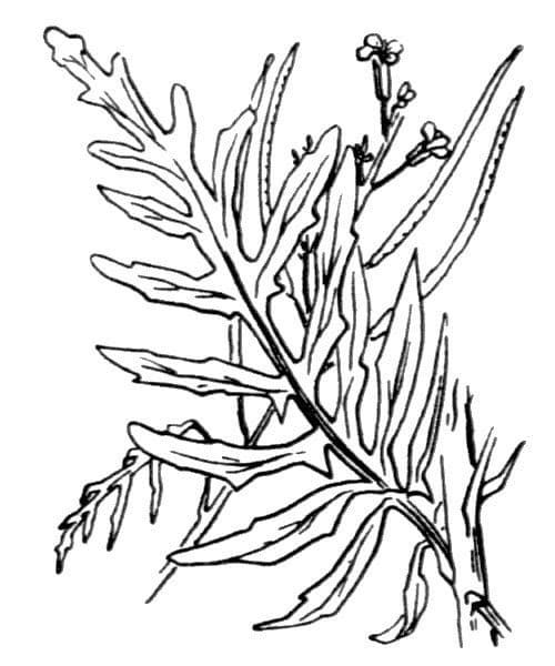 Erba cornacchia altissima 26