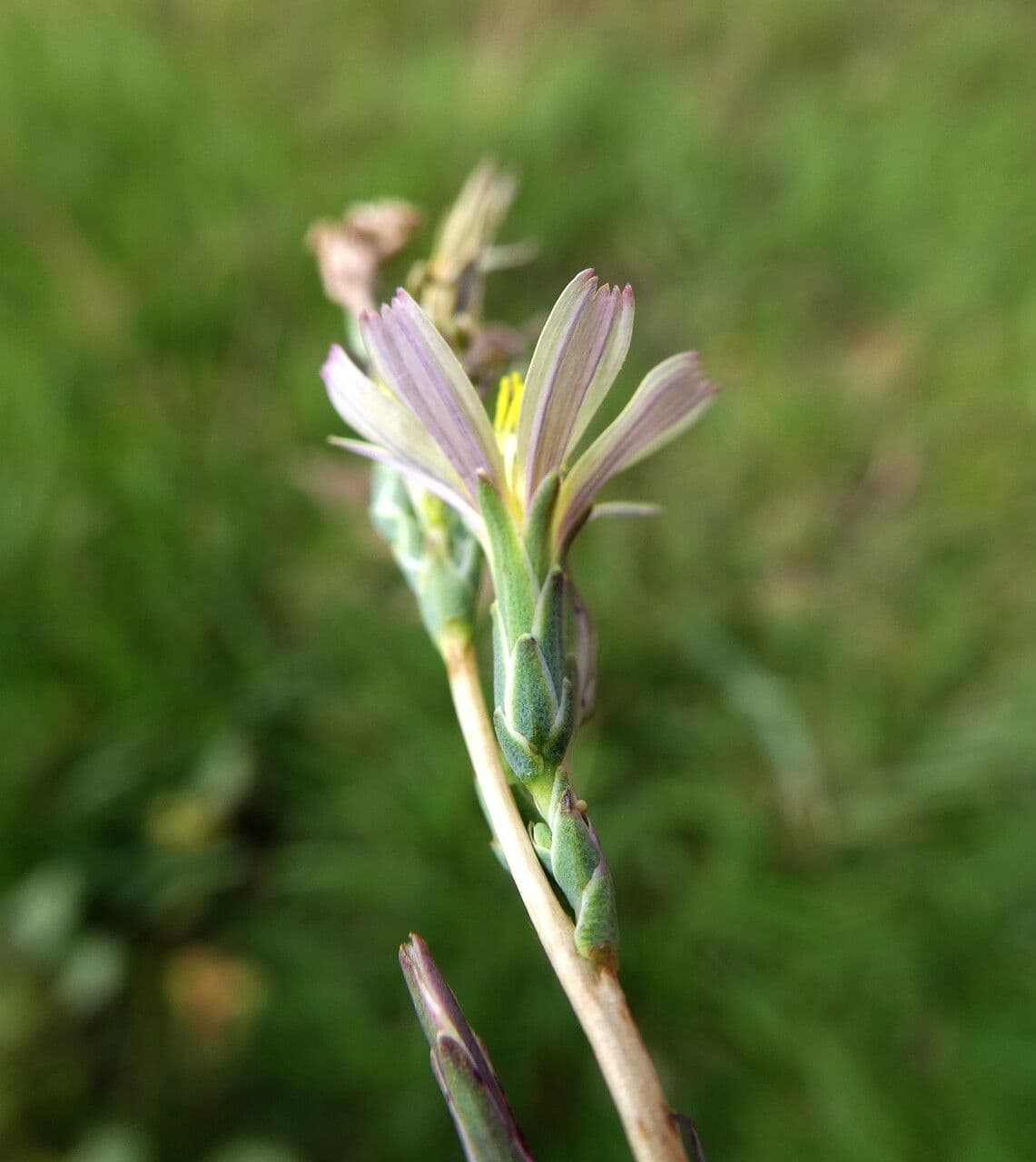 Lactuca saligna 8