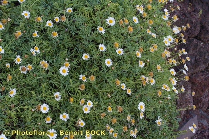 Argyranthemum 8