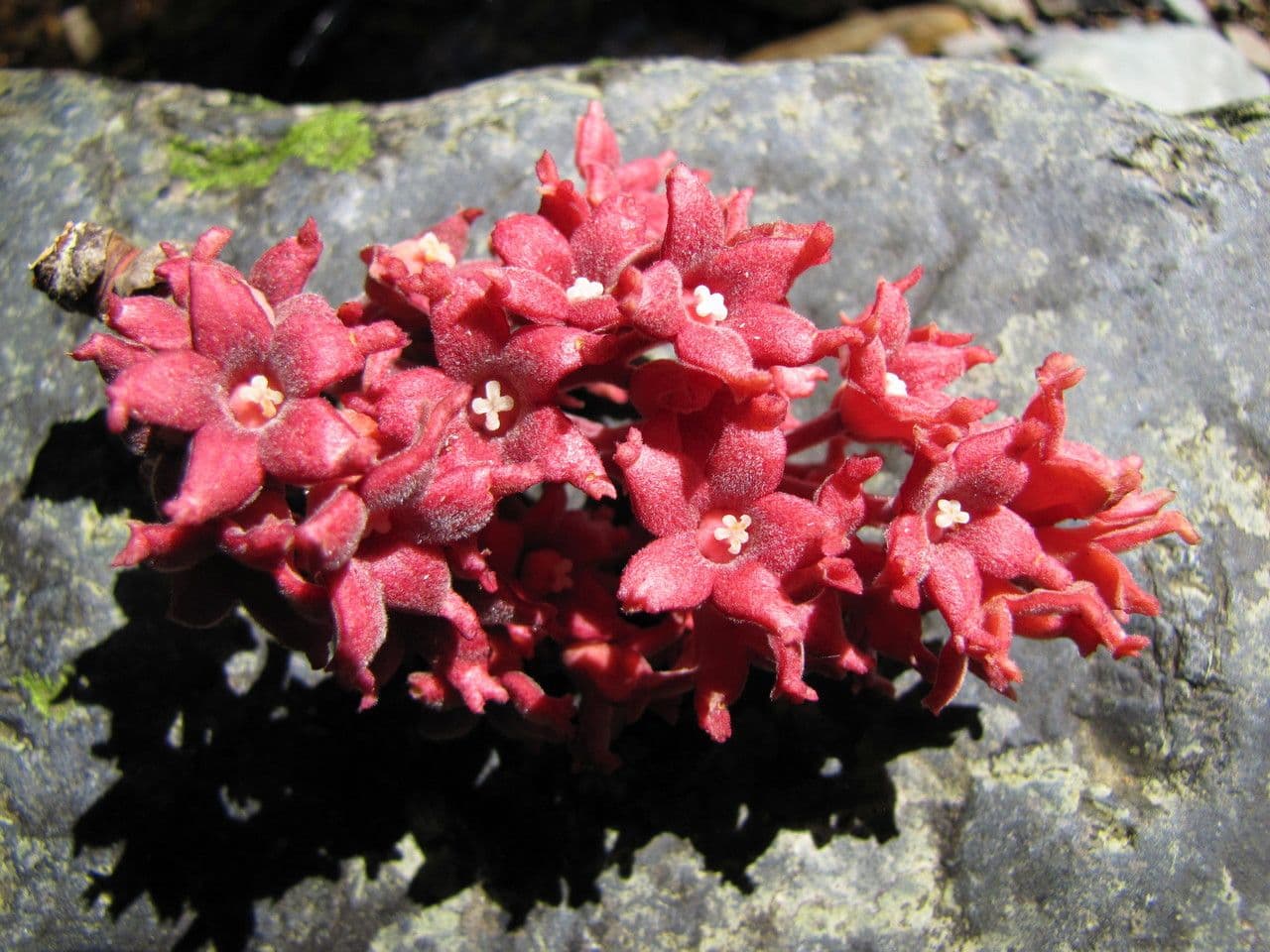 Acropogon 3