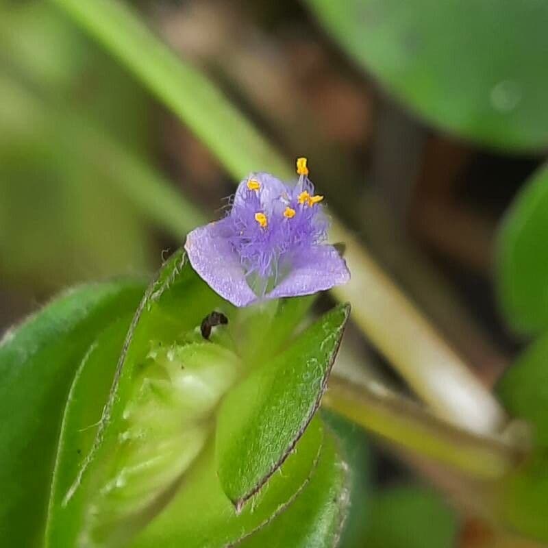 Cyanotis axillaris 4