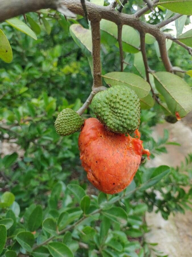 Annona 4
