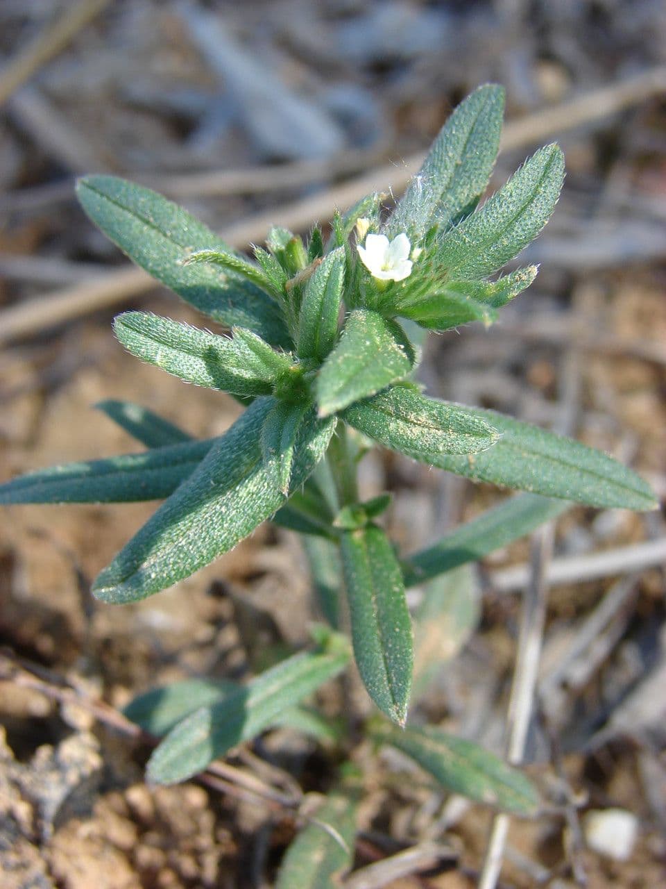 Corn gromwell 4