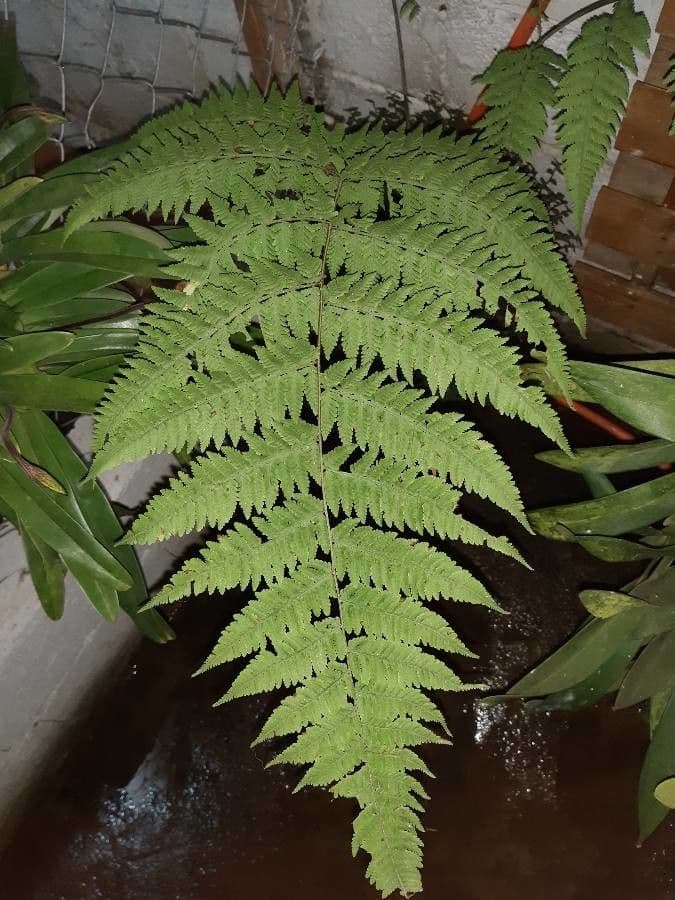 Lastreopsis 4