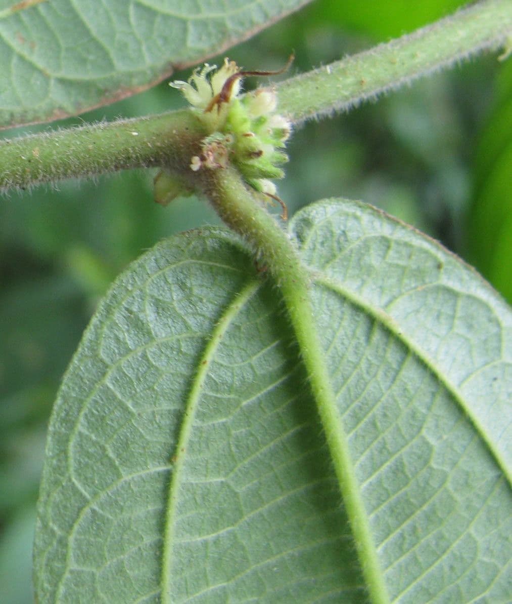 Pouzolzia 7