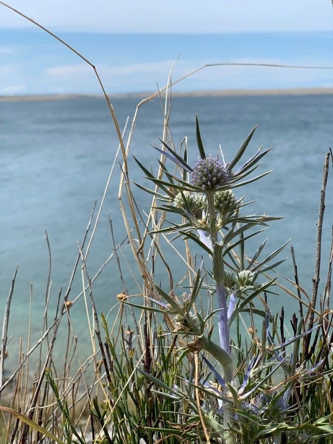 Panicaut d'améthyste 4
