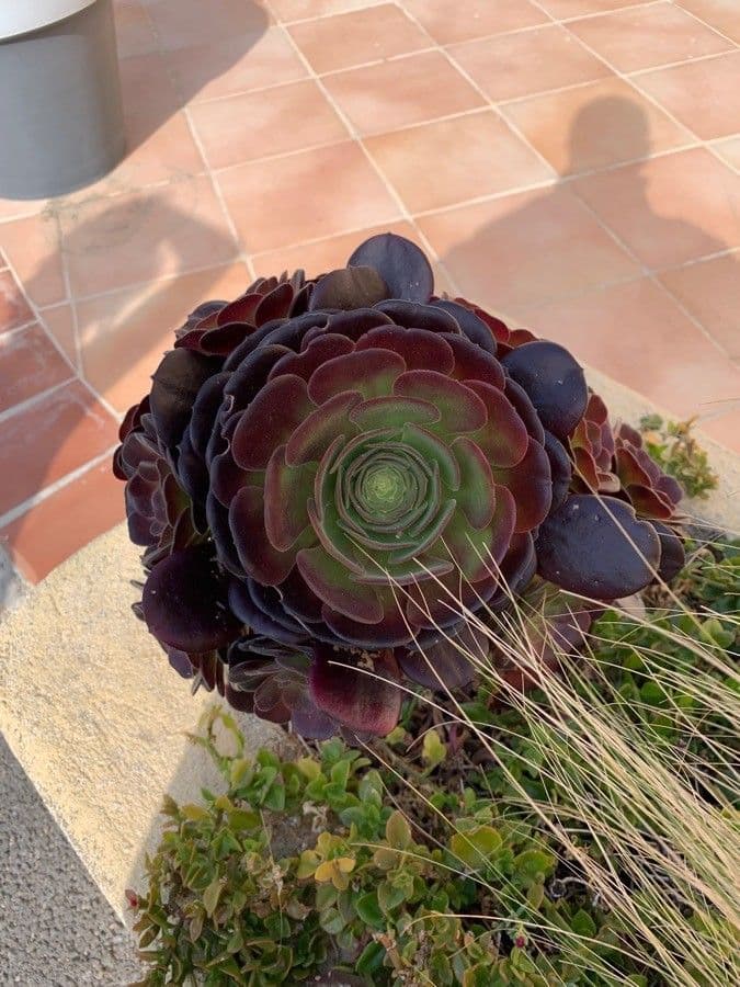 Aeonium 9