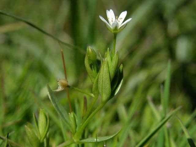 Stellaria carnosa 7