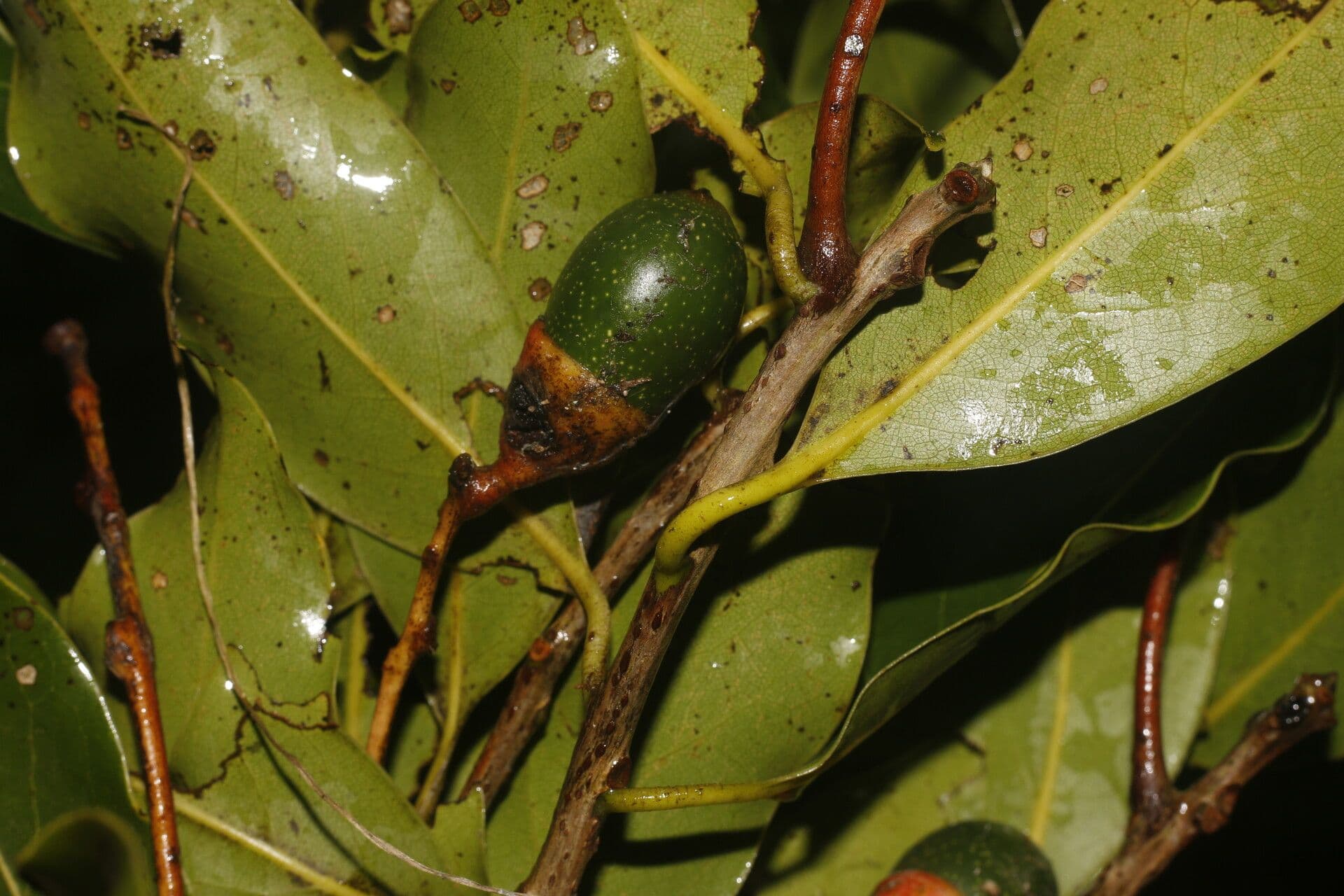 Veraguas-Mespilodaphne 2