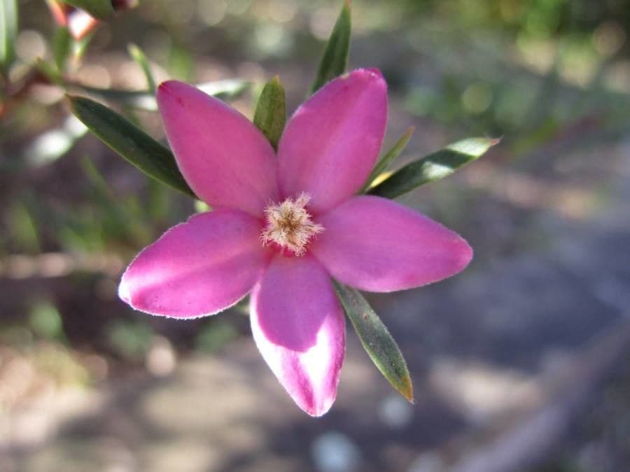 Crowea exalata
