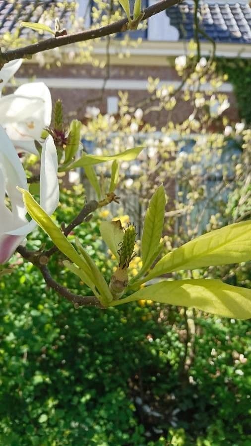 Magnolia denudata