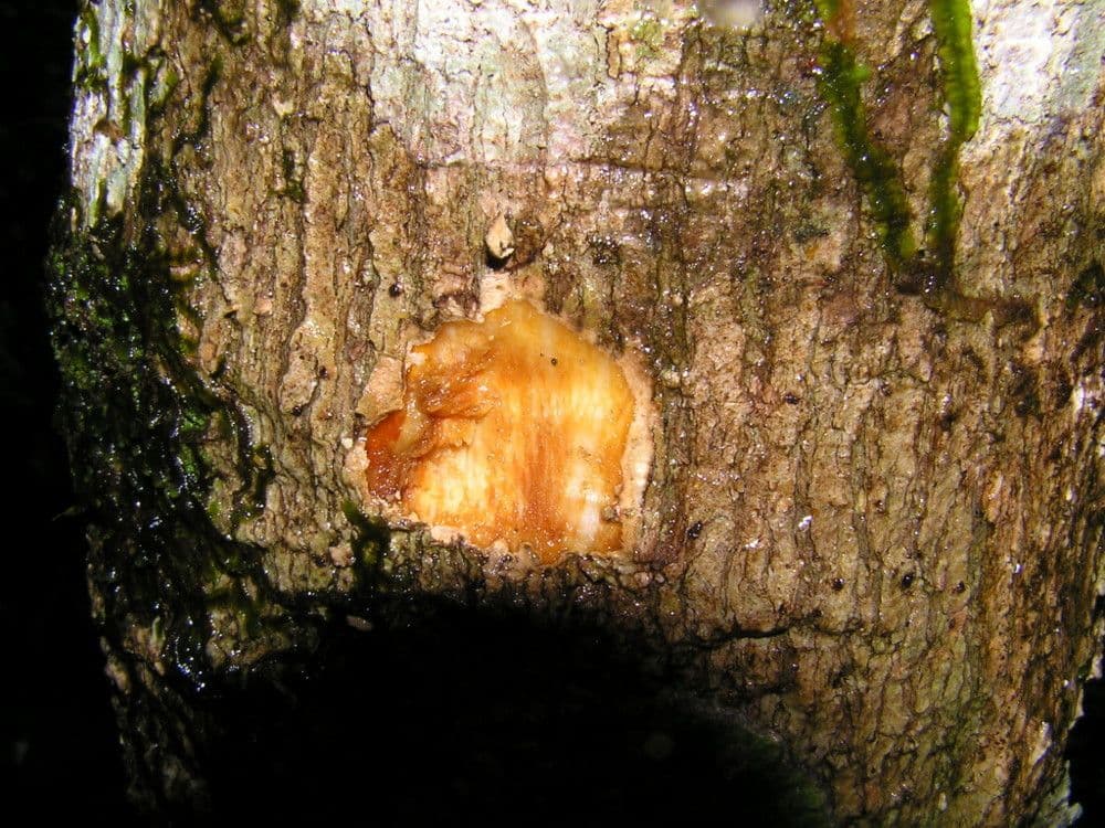 Thiollierea 16